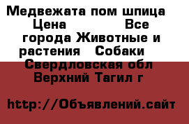 Медвежата пом шпица › Цена ­ 40 000 - Все города Животные и растения » Собаки   . Свердловская обл.,Верхний Тагил г.